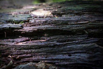 Beautiful nature reserve forest ecological landscape Earth Silesia Bytom UNESCO