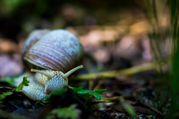 Beautiful nature reserve forest ecological landscape Earth Silesia Bytom UNESCO