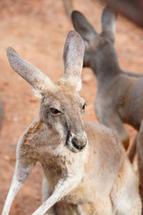 Close up of a young kangaroo standing and waiting for foods.