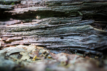 Beautiful nature reserve forest ecological landscape Earth Silesia Bytom UNESCO