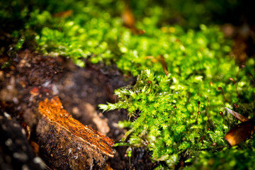 Beautiful nature reserve forest ecological landscape Earth Silesia Bytom UNESCO