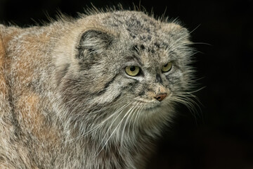 Pallas' cat, or manul (Otocolobus manul) portrait. Beautiful wild cat from Asia, isolated against a black background.