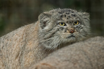 Pallas' cat, or manul (Otocolobus manul) portrait. Cute wild cat from Asia. 