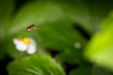 Beautiful nature reserve forest ecological landscape Earth Silesia Bytom UNESCO