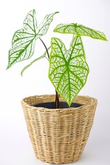 Caladium Bicolor,Candinum,vent angel wings,araceae,caladium,elephant ear, colocasia esculenta, bon tree and white leaves heart shape on pot isoleted on white background