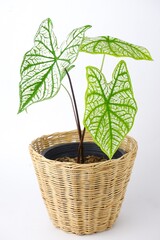 Caladium Bicolor,Candinum,vent angel wings,araceae,caladium,elephant ear, colocasia esculenta, bon tree and white leaves heart shape on pot isoleted on white background