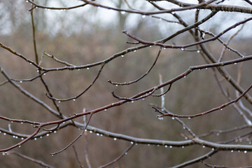 Fototapeta na wymiar Beautiful raindrops on tree branches.