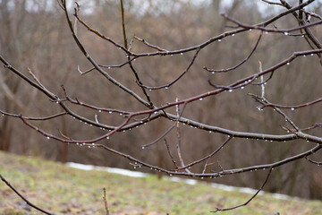 Beautiful raindrops on tree branches.