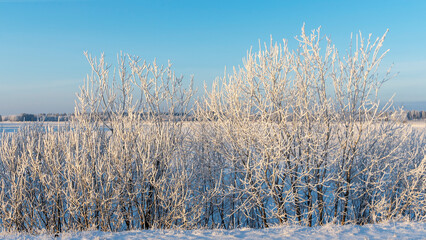 Winter landscape with snowy shrubs on blue sky background. Plants are covered with hoar frost.