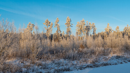 Winter landscape with snowy bushes and trees on blue sky background. Plants are covered with hoar frost.