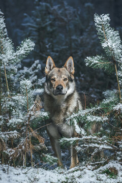 Czechoslovakian wolfdog shows his majestic pose in the snowy forest
