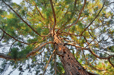 Big Sequoia tree, view from below