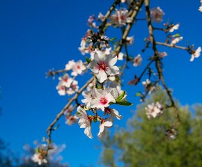 a blossoming branch of an almond tree on a clear sunny day against a blue sky in the park of Agrigento, Sicily