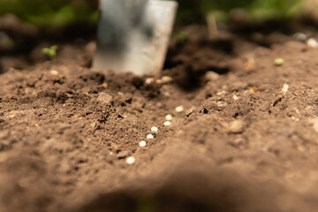 A woman is gardening in her backyard, she plants seedlings.