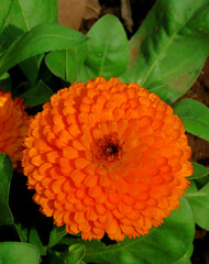 Zinnia flower, Zinnia is a genus of plants of the sunflower tribe within the daisy family. 