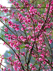 pink cherry blossoms, cherry tree. cherry blossoms background. 