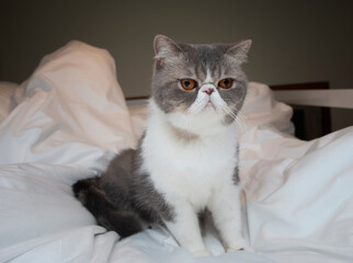 Cute Exotic  Shorthair kitten white and gray cat sitting on white blanket  just waken up  on the bed alone in the morning  looking at camera,selected fucus.