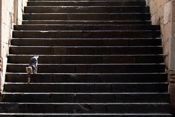 cute cat descending the stairs