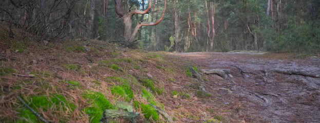 trail in the forest