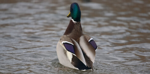 Mallard duck in the water © Klimczak-Krajewska