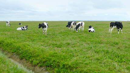 cattle at Nordstrandischmoor