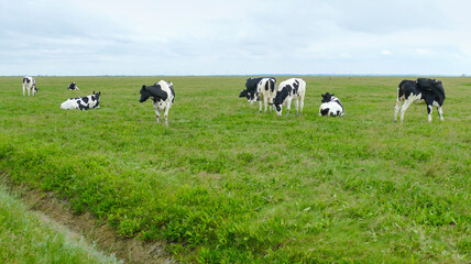 Fototapeta premium cattle at Nordstrandischmoor