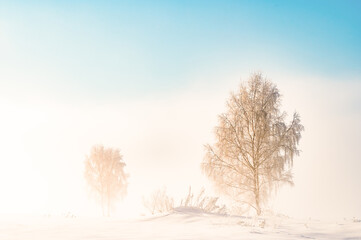 frosty winter tree in fog