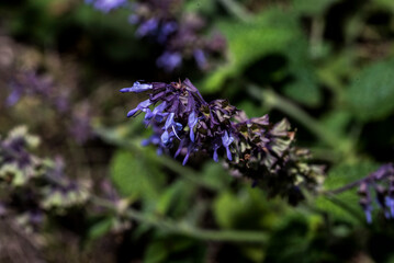 Lamium purpureum, also called the gypsy s seal or pussy 8