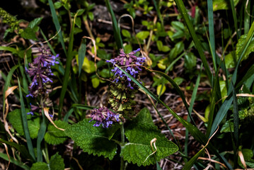 Lamium purpureum, also called the gypsy s seal or pussy 7