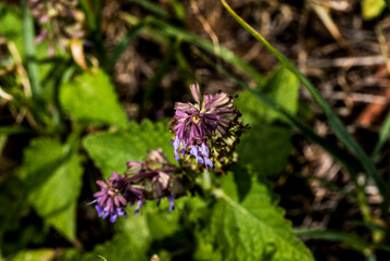 Lamium purpureum, also called the gypsy s seal or pussy 1