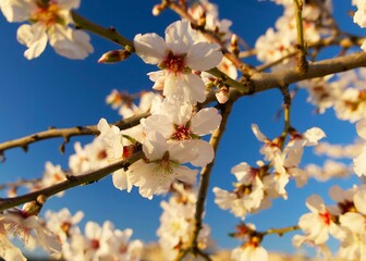 almond blossom in a pre-sunset sunlight in Agrigento, Sicily 
