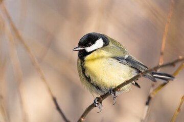 Fototapeta premium Great tit close up ( Parus major )