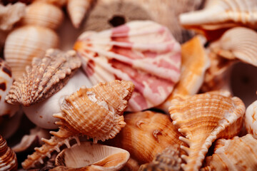 a lot of different empty sea shells, natural background, macro details