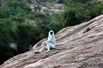 monkey on the rock
