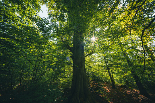 alte Rotbuche