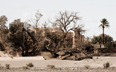 tree in the desert