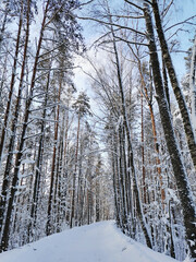 A forest road among tall snow-covered ship pines in the village on a clear, frosty winter day