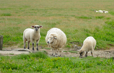 Naklejka na ściany i meble sheep at Nordstrandischmoor