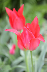 Naklejka premium Pink tulips with pointy petals