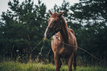 Obraz premium horse in natural environment