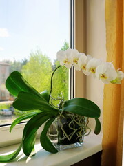 White  flowers on the windowsill. Home orchid closeup.
