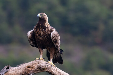 aves aguila  fauna  paisaje  animals