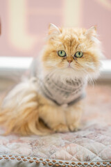 A lovely English long-haired golden laminate cat