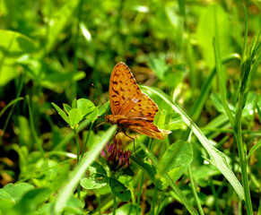 Kaisermantel Schmetterling 