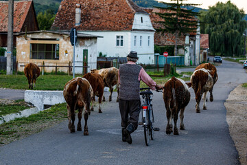 Farmer with cows in the Saxon Village of Romania - obrazy, fototapety, plakaty