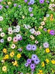 flowers in the garden Flowers background bright green colourful