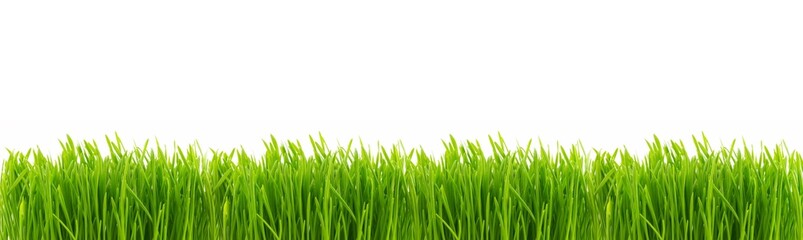 Perfect fresh juicy grass isolated on white background. Banner with copy space for spring season...