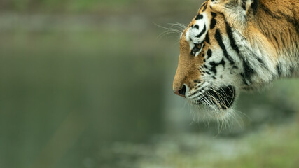 Siberian tiger or Amur tiger (Panthera tigris tigris) portrait. Beautiful tiger background. 