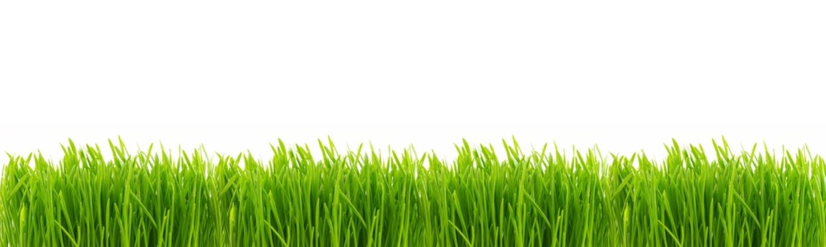 Perfect fresh juicy grass isolated on white background. Banner with copy space for spring season border. Panoramic view