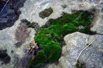 moss on stone